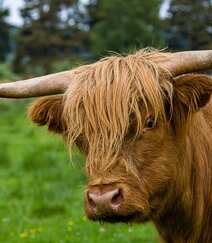 毛发非常旺盛的“非主牛” 苏格兰高地牛高清可爱图片组图8