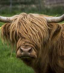 毛发非常旺盛的“非主牛” 苏格兰高地牛高清可爱图片组图10