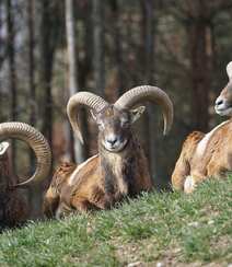 羊角又大又弯，看起来很威武霸气的野生动物欧洲盘羊图片组图6