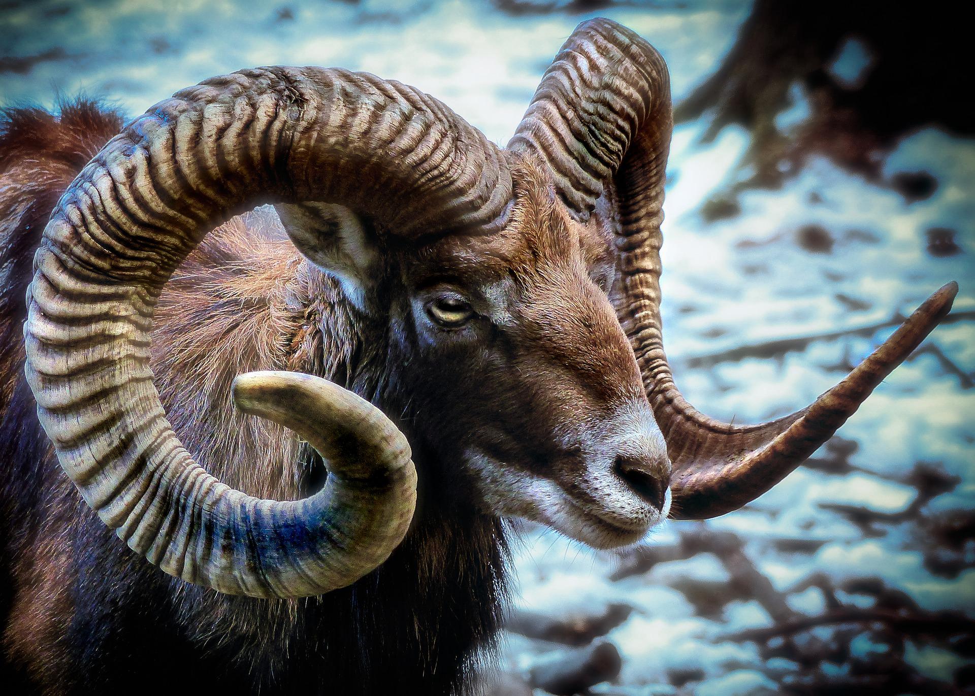 羊角又大又弯，看起来很威武霸气的野生动物欧洲盘羊图片图片