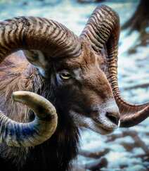 羊角又大又弯，看起来很威武霸气的野生动物欧洲盘羊图片