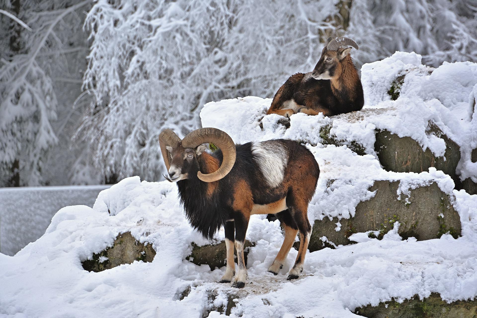 羊角又大又弯，看起来很威武霸气的野生动物欧洲盘羊图片图片