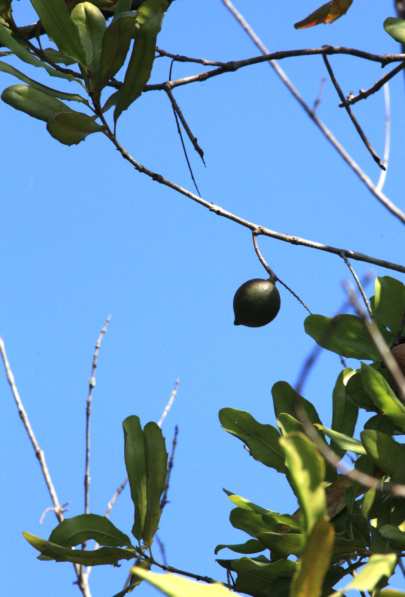 世界上最好的桌上坚果之一 澳洲坚果树，果实，叶子图片图片