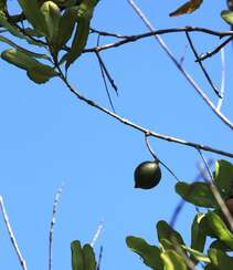 世界上最好的桌上坚果之一 澳洲坚果树，果实，叶子图片组图11