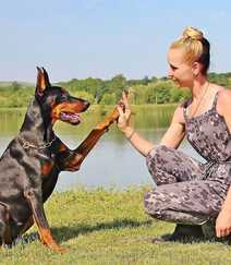 勇敢而顺从凶猛犬种杜宾犬，以及可爱的小杜宾犬高清图片组图3