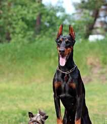 勇敢而顺从凶猛犬种杜宾犬，以及可爱的小杜宾犬高清图片组图6