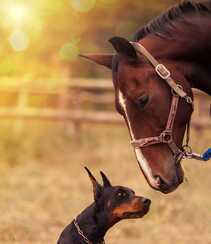 勇敢而顺从凶猛犬种杜宾犬，以及可爱的小杜宾犬高清图片组图10