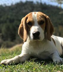 随人类步行打猎，擅长追野兔的可爱比格犬（米格鲁猎兔犬）图片组图14