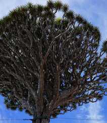 富有热带风情，树干粗壮，枝芽奇特的加那利龙血树图片组图2
