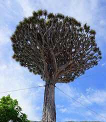 富有热带风情，树干粗壮，枝芽奇特的加那利龙血树图片组图3