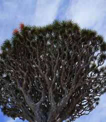 富有热带风情，树干粗壮，枝芽奇特的加那利龙血树图片组图1