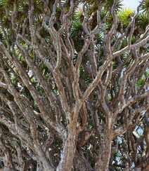 富有热带风情，树干粗壮，枝芽奇特的加那利龙血树图片组图5