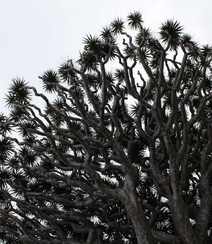 富有热带风情，树干粗壮，枝芽奇特的加那利龙血树图片组图4