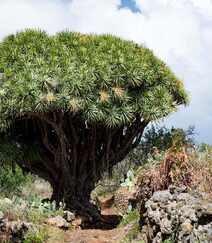 富有热带风情，树干粗壮，枝芽奇特的加那利龙血树图片组图8