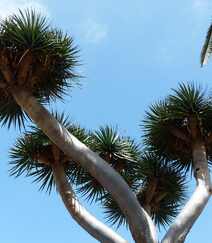 富有热带风情，树干粗壮，枝芽奇特的加那利龙血树图片组图12