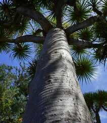 富有热带风情，树干粗壮，枝芽奇特的加那利龙血树图片
