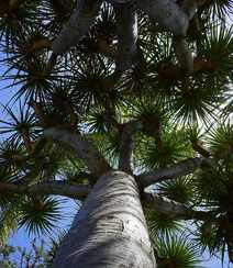 富有热带风情，树干粗壮，枝芽奇特的加那利龙血树图片组图10