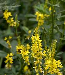 开着黄色小花的二年生草本植物草木犀图片组图3