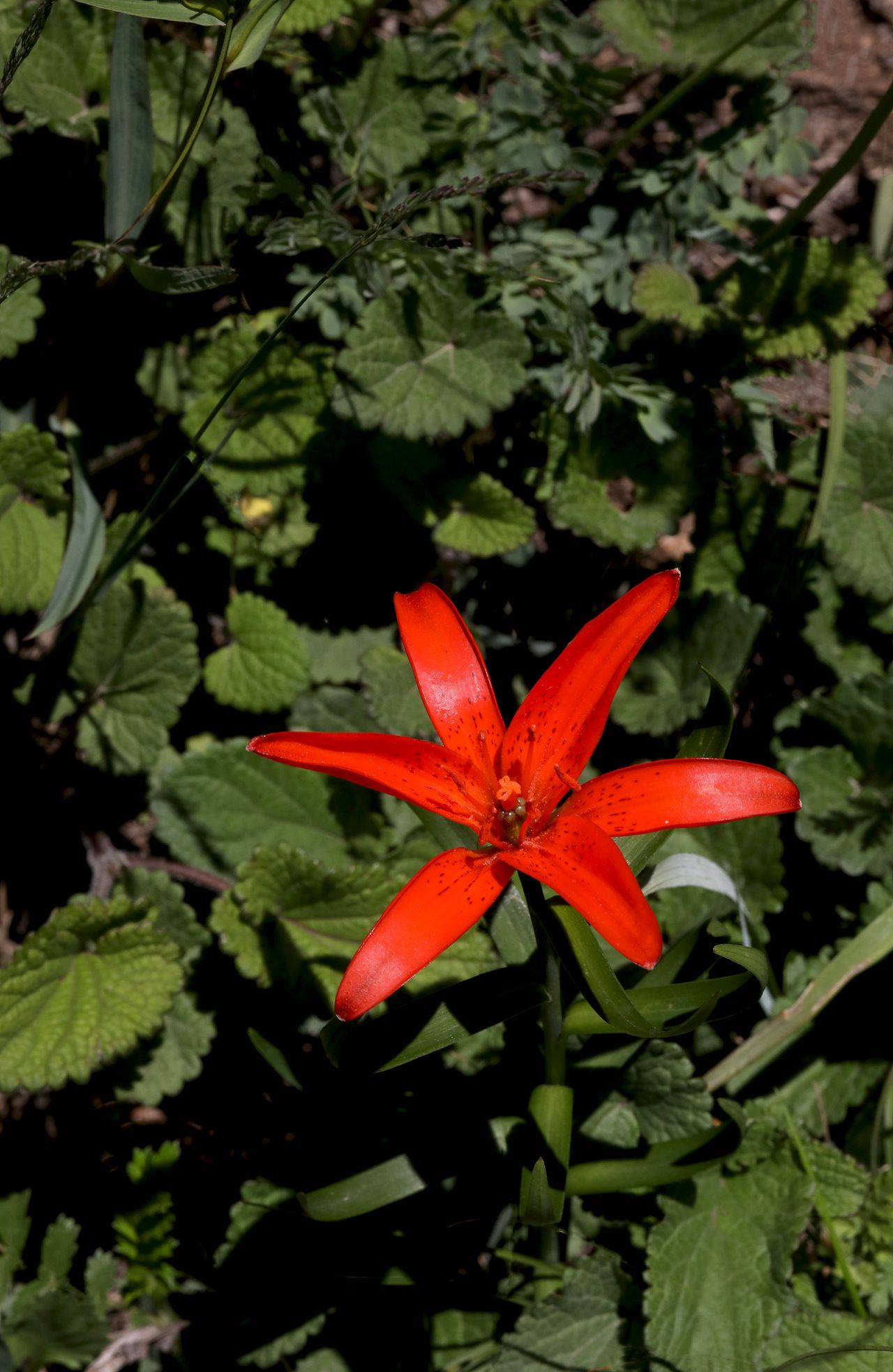 美丽娇艳的山丹花，有斑百合花图片图片