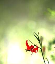 美丽娇艳的山丹花，有斑百合花图片组图10