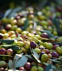 橄榄树上新鲜的橄榄果实，橄榄树，叶图片组图6