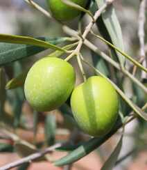 橄榄树上新鲜的橄榄果实，橄榄树，叶图片组图7