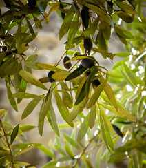 橄榄树上新鲜的橄榄果实，橄榄树，叶图片组图8