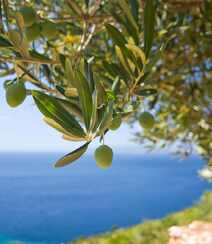 橄榄树上新鲜的橄榄果实，橄榄树，叶图片组图3