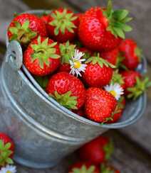 草莓摄影，新鲜采摘下来装在碗里，桶里的草莓静物摄影图片组图1