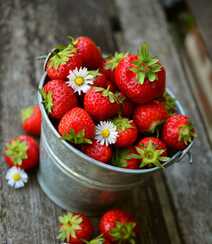 草莓摄影，新鲜采摘下来装在碗里，桶里的草莓静物摄影图片组图2