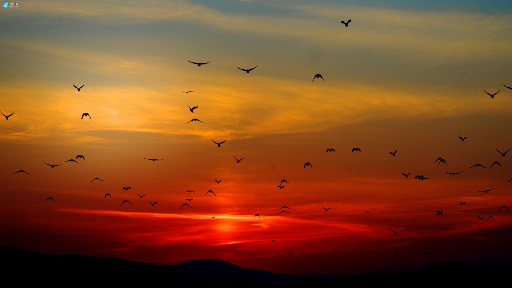 黄昏落日下，飞翔在天空中大雁群唯美高清壁纸图片第1张图片