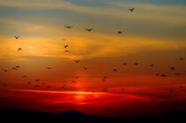 黄昏落日下，飞翔在天空中大雁群唯美高清壁纸图片