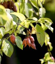 秤锤树，中国特产树种秤锤树花朵，果实，叶子图片组图2