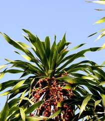 海南龙血树，常绿灌木海南龙血树，果实，树叶图片组图1