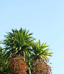 海南龙血树，常绿灌木海南龙血树，果实，树叶图片组图2