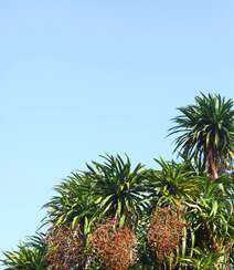 海南龙血树，常绿灌木海南龙血树，果实，树叶图片组图5