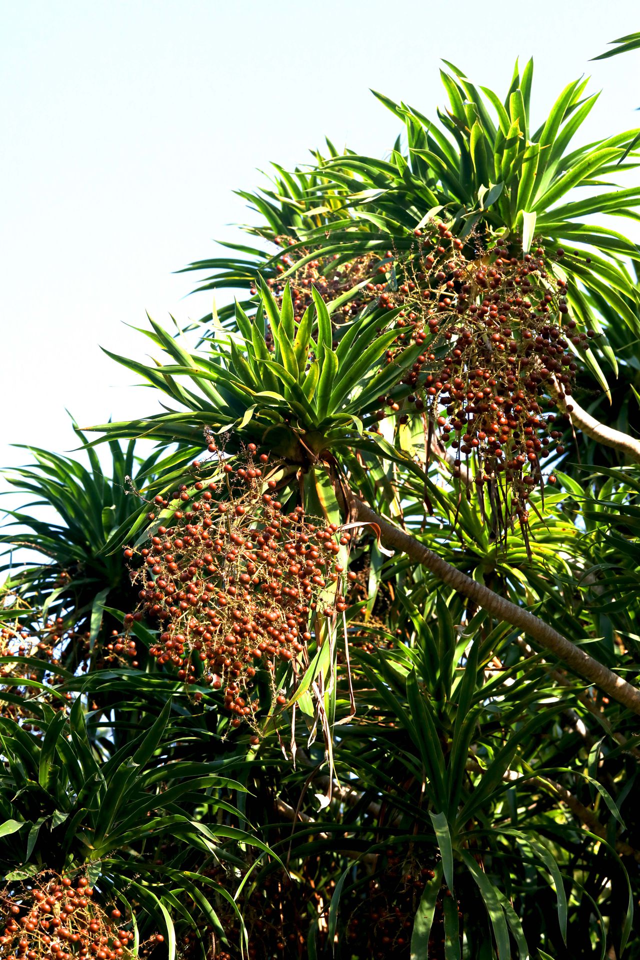 海南龙血树，常绿灌木海南龙血树，果实，树叶图片图片