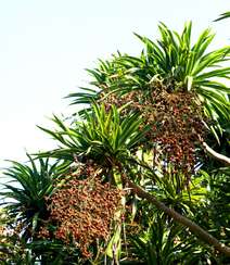 海南龙血树，常绿灌木海南龙血树，果实，树叶图片组图8