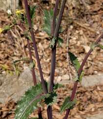 续断菊刺（刺菜，恶鸡婆），遍布野外的常见草本植物续断菊刺花朵图片组图3