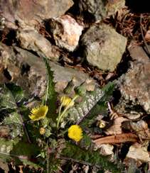 续断菊刺（刺菜，恶鸡婆），遍布野外的常见草本植物续断菊刺花朵图片组图9