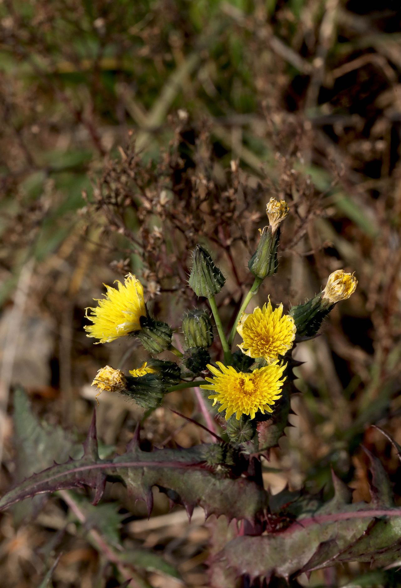 续断菊刺（刺菜，恶鸡婆），遍布野外的常见草本植物续断菊刺花朵图片图片