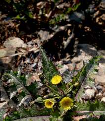 续断菊刺（刺菜，恶鸡婆），遍布野外的常见草本植物续断菊刺花朵图片组图15