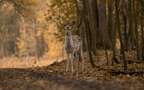 森林中的鹿，小鹿，梅花鹿唯美高清动物摄影美图壁纸组图2