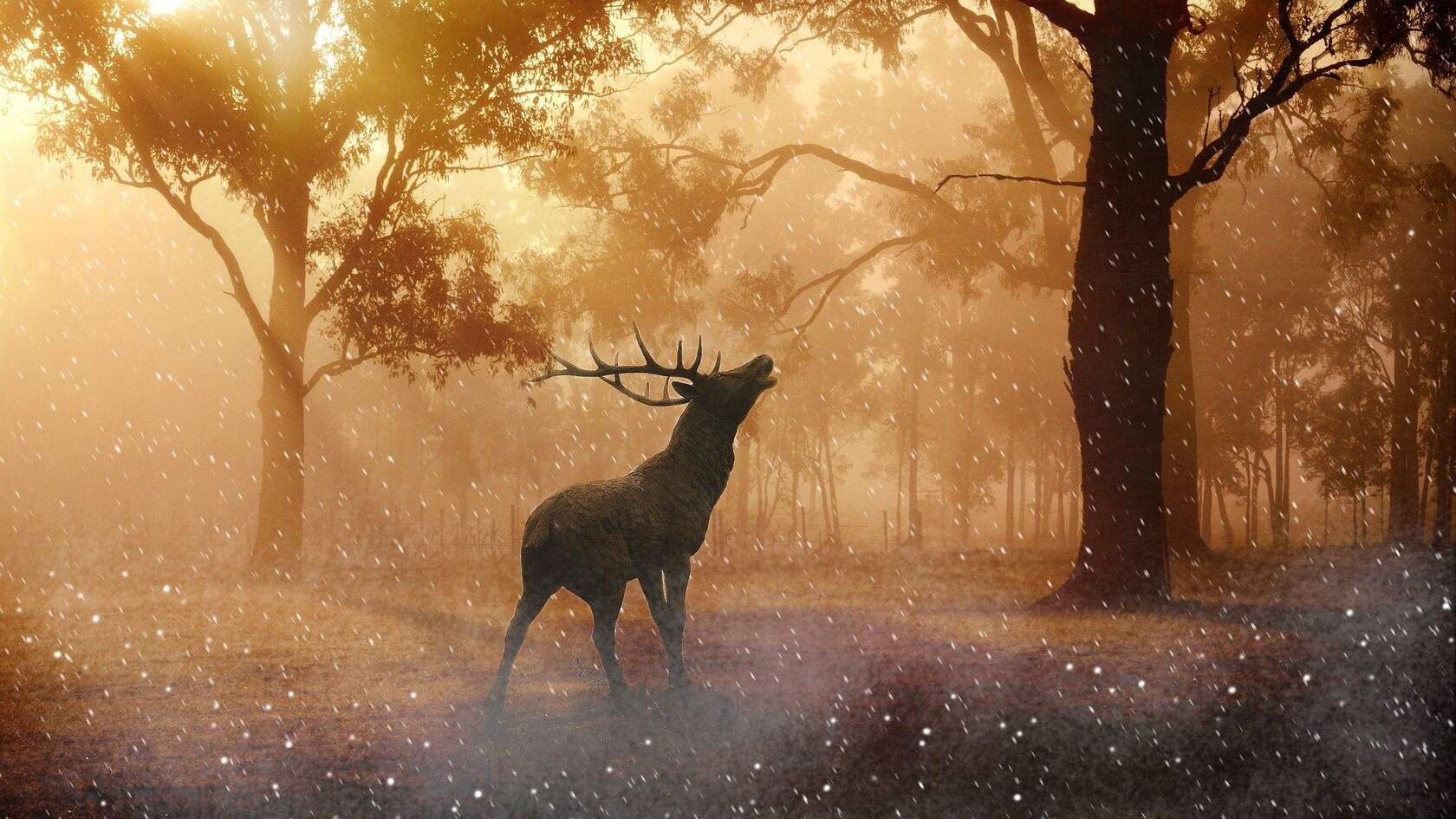 森林中的鹿，小鹿，梅花鹿唯美高清动物摄影美图壁纸第1张图片