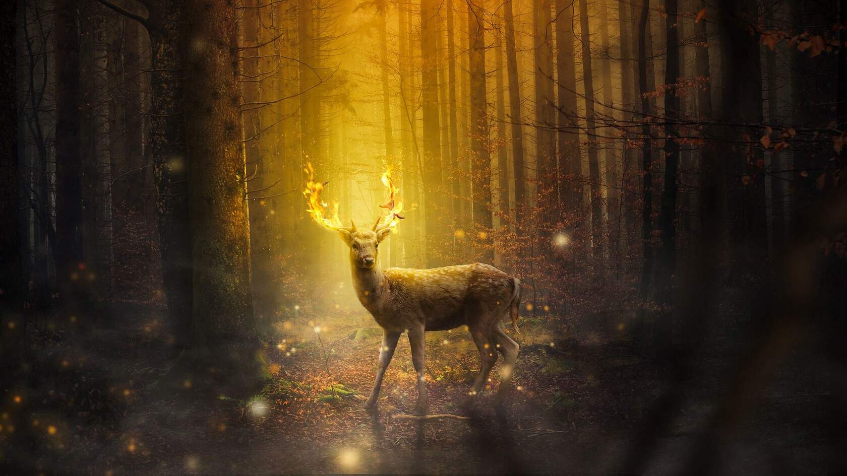 森林中的鹿，小鹿，梅花鹿唯美高清动物摄影美图壁纸第3张图片