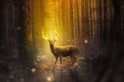 森林中的鹿，小鹿，梅花鹿唯美高清动物摄影美图壁纸