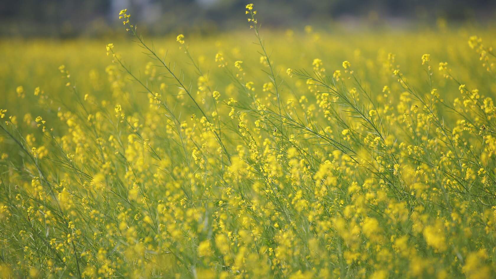 油菜花田