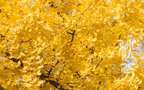 秋分壁纸，金黄树叶 银杏树 秋分节气壁纸图片组图1