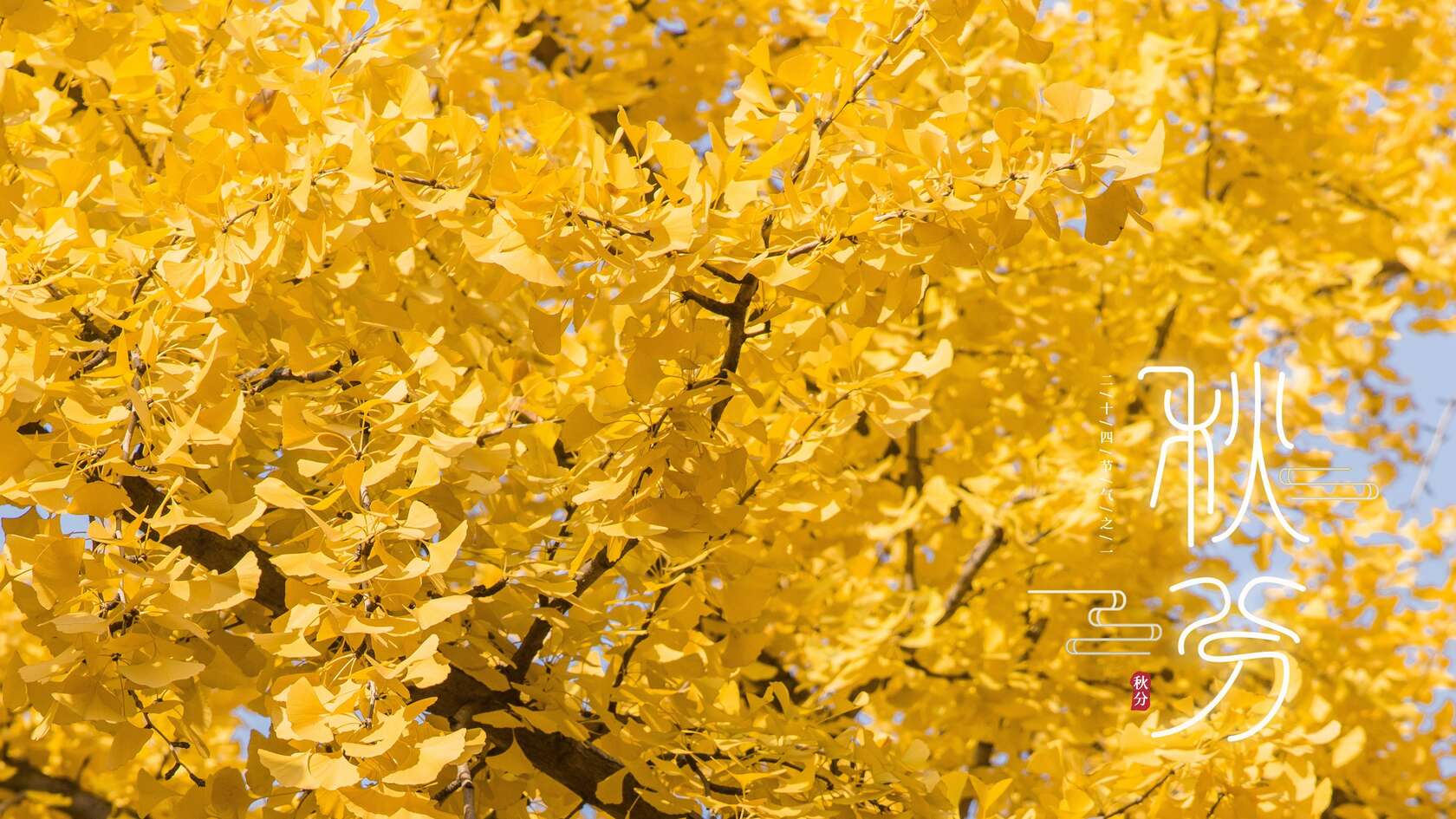 秋分壁纸，金黄树叶 银杏树 秋分节气壁纸图片套图1