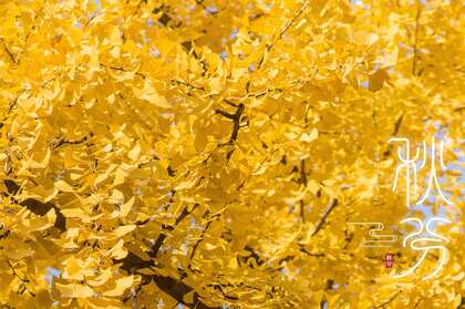 秋分壁纸，金黄树叶 银杏树 秋分节气壁纸图片